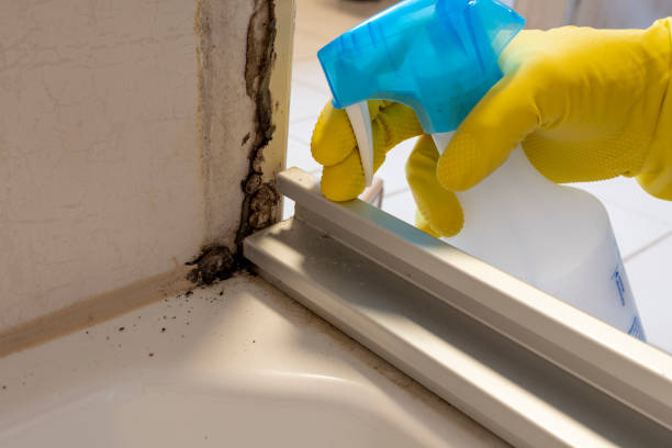 Best White Mold Remediation in Layhill, MD