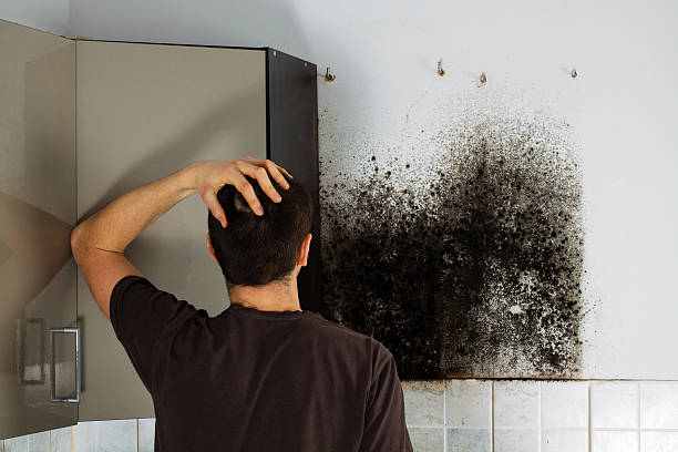 Best Residential Mold Remediation in Layhill, MD